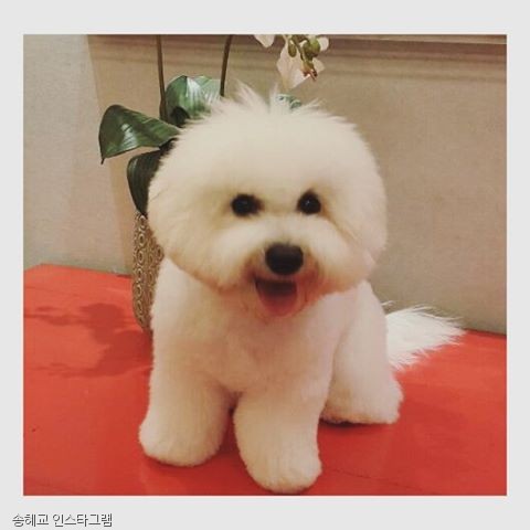 노트펫