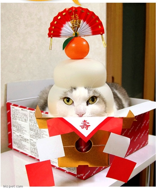 노트펫