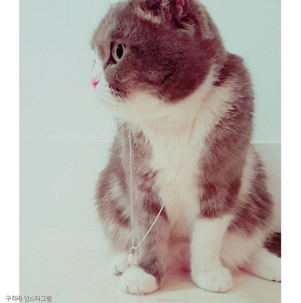 노트펫