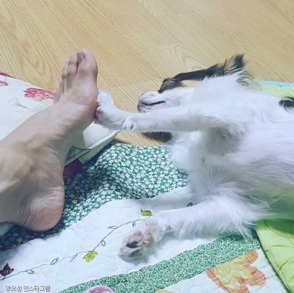 노트펫