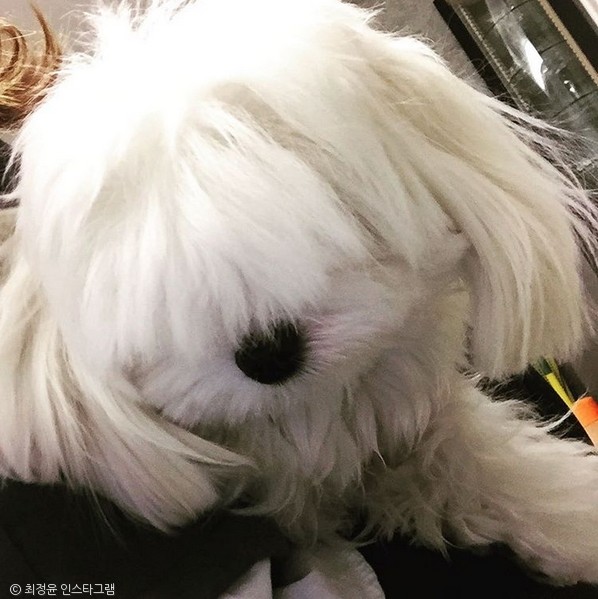노트펫