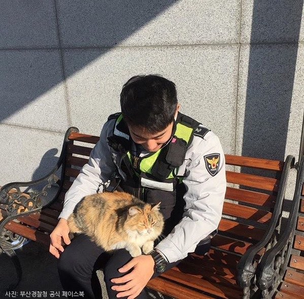 노트펫