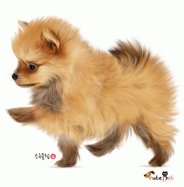 노트펫