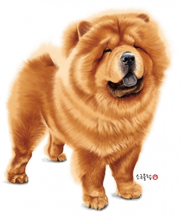 노트펫