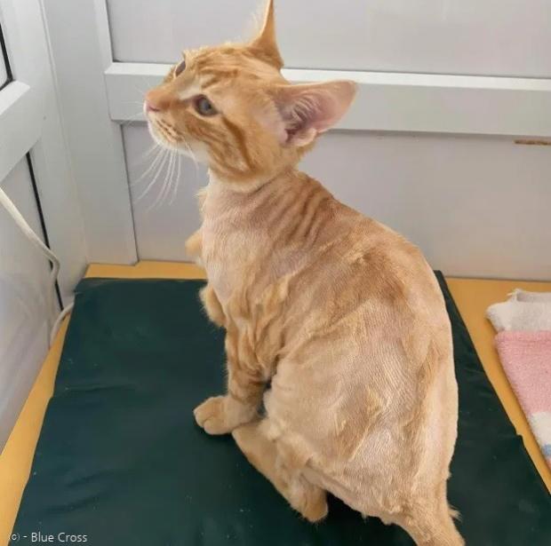 결국 집사가 로니를 포기해서, 로니는 새 가족을 만났다.