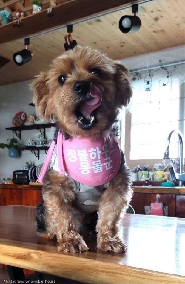 ⓒ노트펫