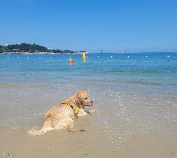 ⓒ노트펫
