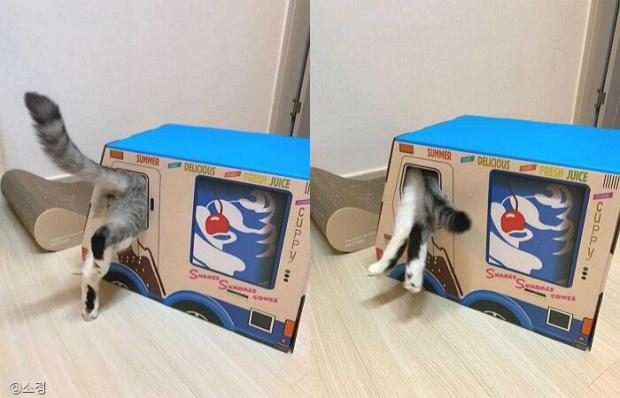 ⓒ노트펫