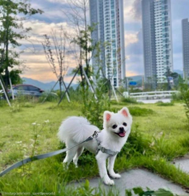 ⓒ노트펫