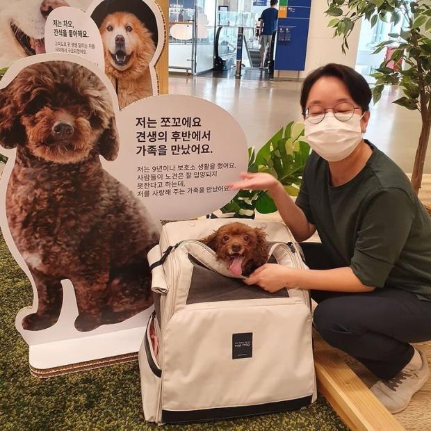 인스타그램 '나는 쪼꼬야'(@chocochok_dog)