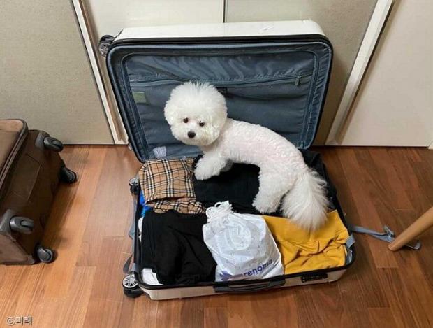 ⓒ노트펫