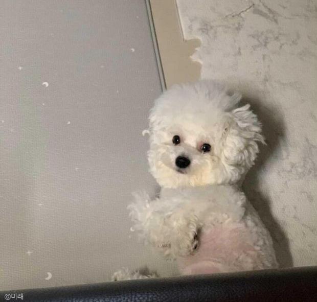 ⓒ노트펫