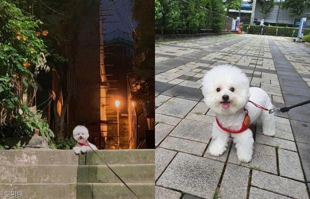 ⓒ노트펫