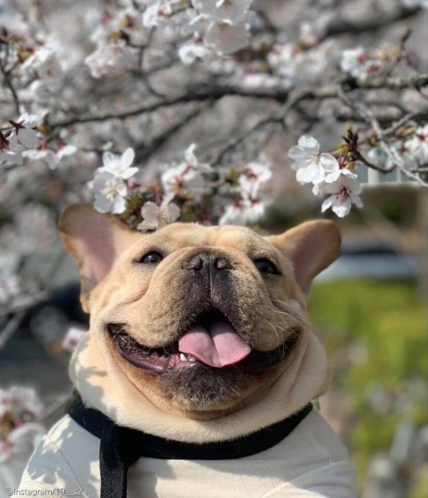 ⓒ노트펫