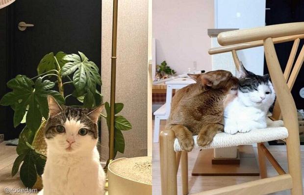 ⓒ노트펫