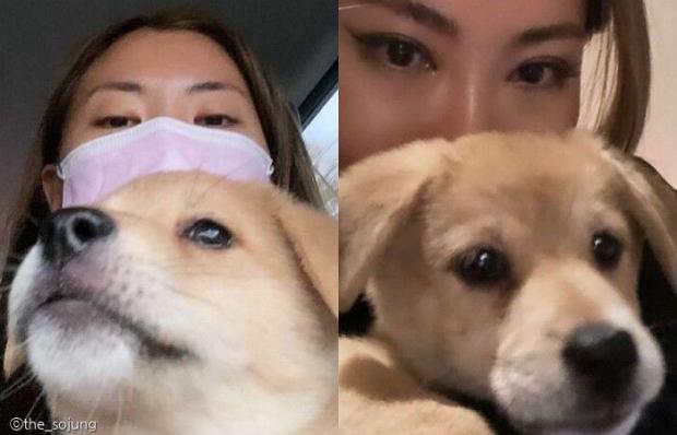 현재 라치카 가비가 임보 중인 강아지 '나니'