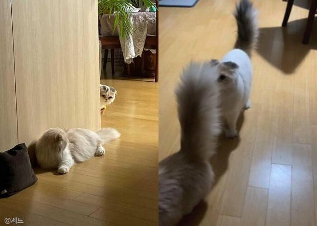 ⓒ노트펫