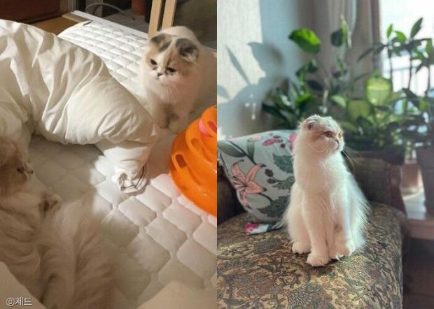 ⓒ노트펫