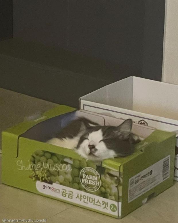 ⓒ노트펫