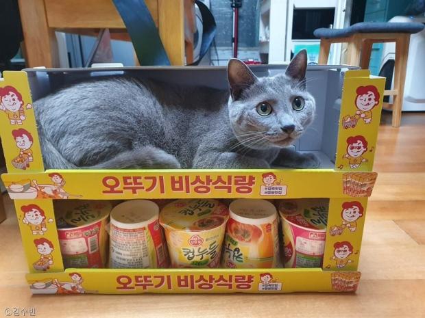 ⓒ노트펫
