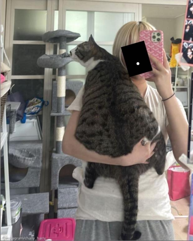 ⓒ노트펫