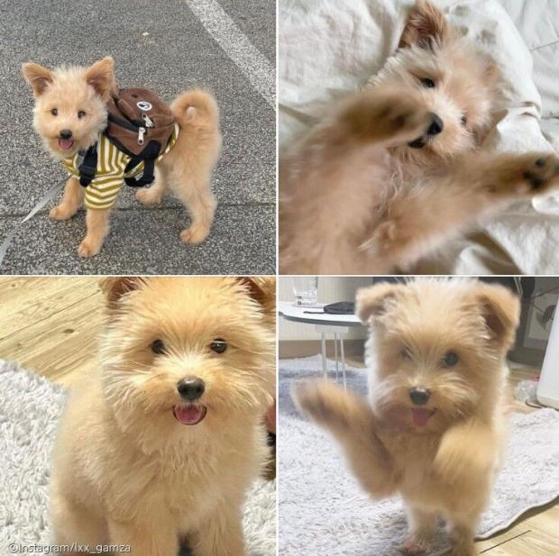 ⓒ노트펫