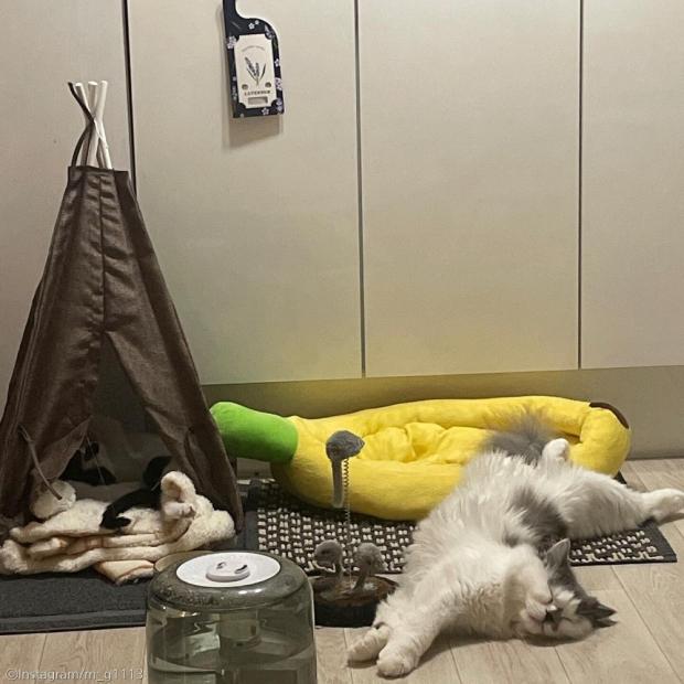 ⓒ노트펫