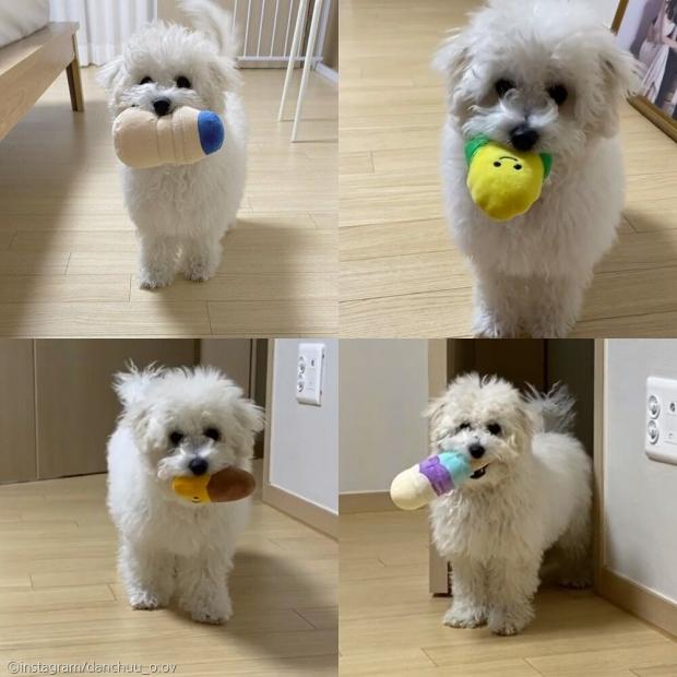 ⓒ노트펫
