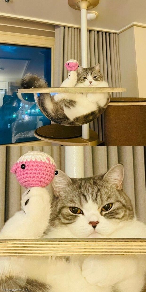 ⓒ노트펫