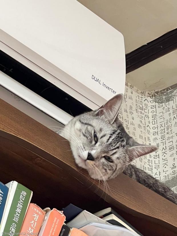 ⓒ노트펫