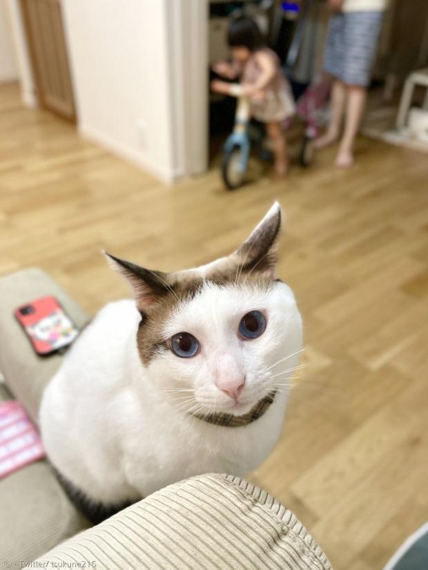 이제 쓰다듬어 줄 거냥?