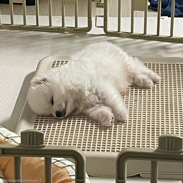 ⓒ노트펫