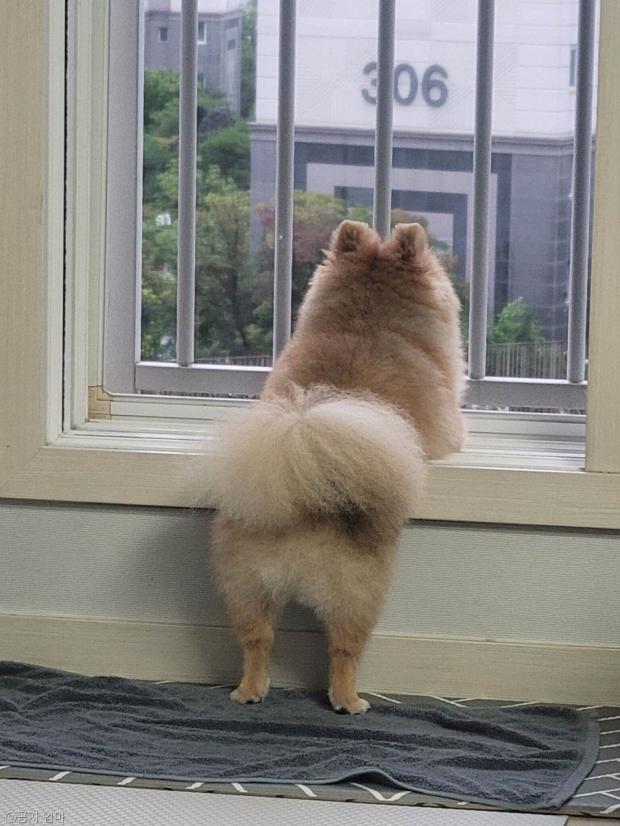 ⓒ노트펫