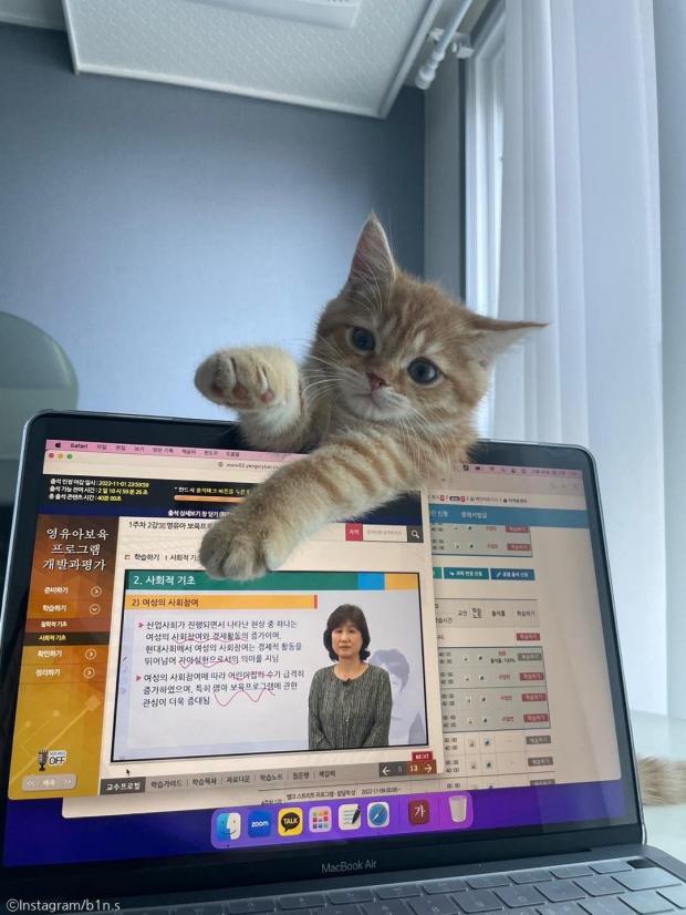 ⓒ노트펫