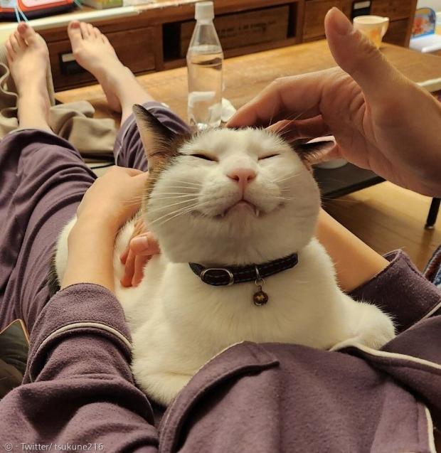 고양이 츠쿠네는 집사가 쓰다듬어줄 때 제일 행복하다.