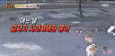노트펫