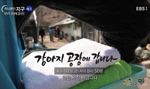 노트펫