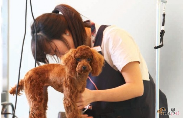 노트펫
