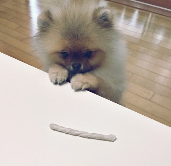 노트펫