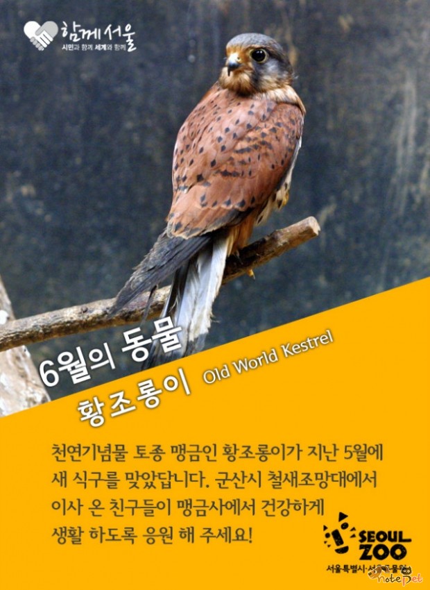 노트펫