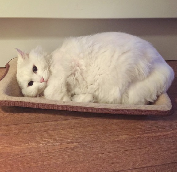 노트펫
