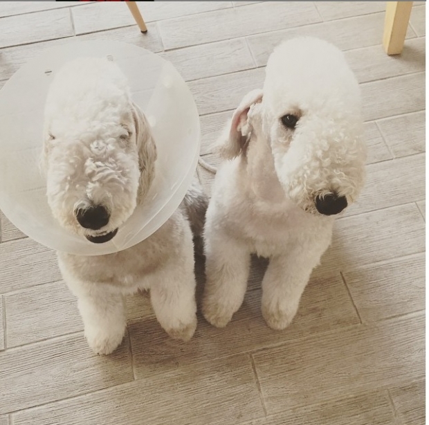 노트펫