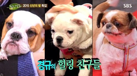 노트펫