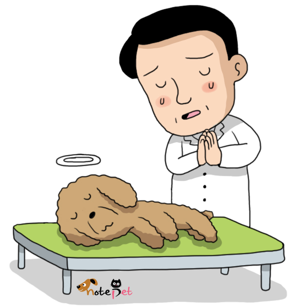 노트펫