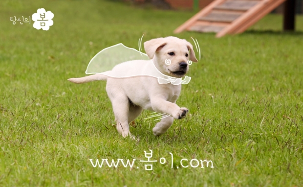 노트펫