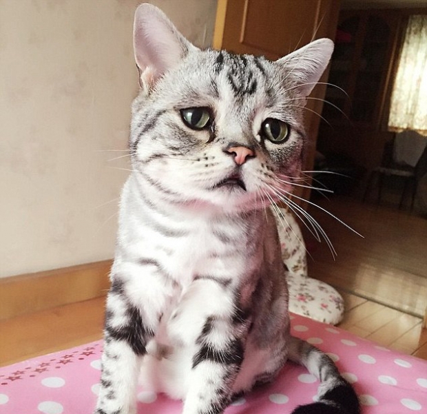 노트펫
