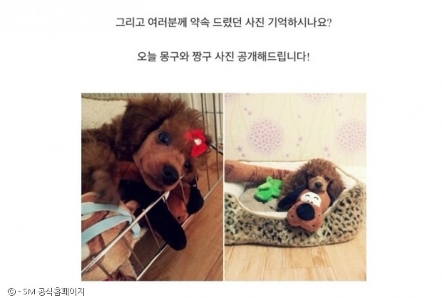 노트펫