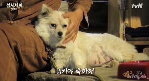 노트펫