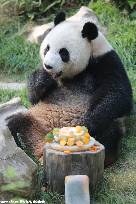 노트펫