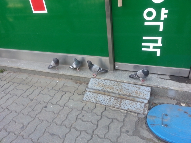 노트펫